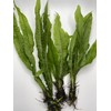 Medium to Large Java Fern (3 Pack) Easy Live Aquarium