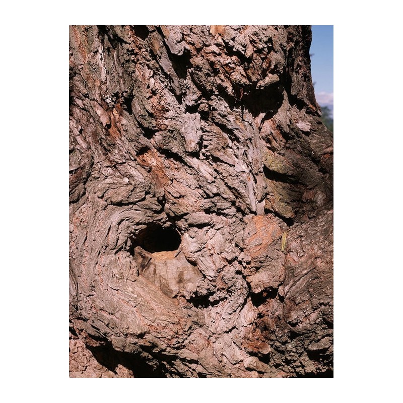 Santal Phantom EDP 50ml / 상탈 팬텀 EDP 50ml