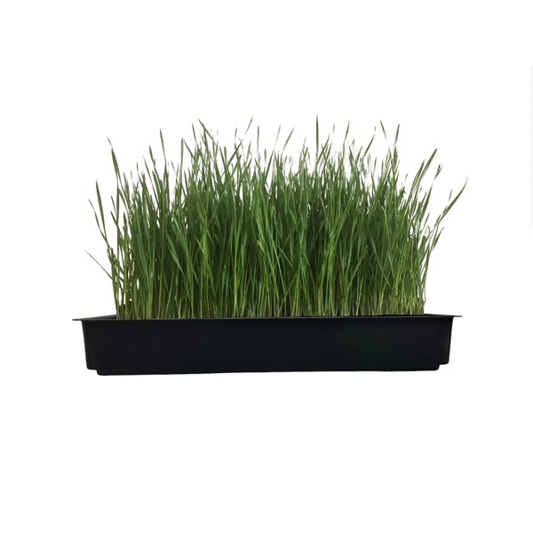MICROGREEN PROS Certified Organic Cat Grass Kit with Reusable BPA-Free
