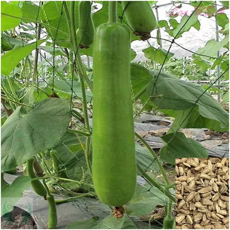 Nygardenia 35pcs Long Bottle Gourd Seeds - Non-GMO Calabash Gourd