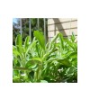 Pure Dried Stevia Leaves Powder Pure Organic - Natural Sweetener