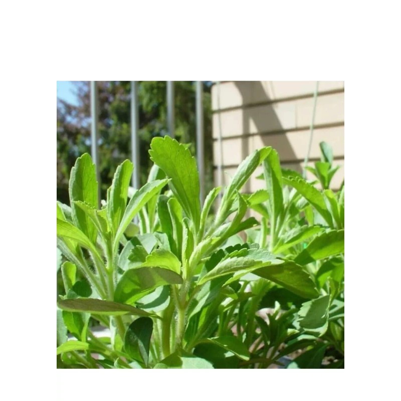 Pure Dried Stevia Leaves Powder Pure Organic - Natural Sweetener