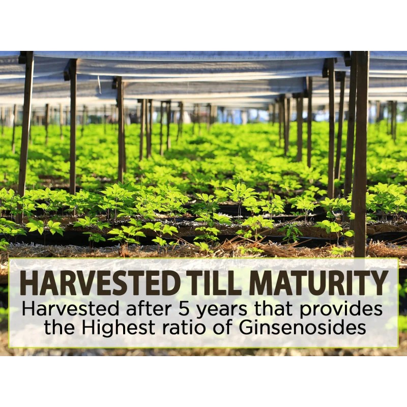 Aki Polvo Ginseng Americano Premium 4% Ginsenósidos 4oz