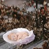 Comfy Hour Sweet Newborn in Peace Collection Sleeping Baby in