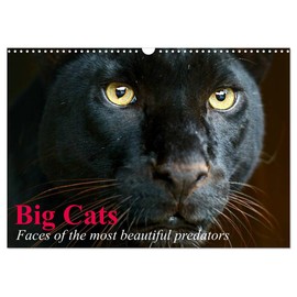 Big Cats • Faces of the most beautiful predators (Wall Calendar 2026 DIN A3 Landscape), CALVENDO 12 Month Wall Calendar: The world's biggest and most beautiful cats (CALVENDO Animals)
