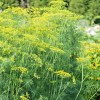 Little Seed Store 300+MAMMOTH Long Island DILL Seeds Native Culinary
