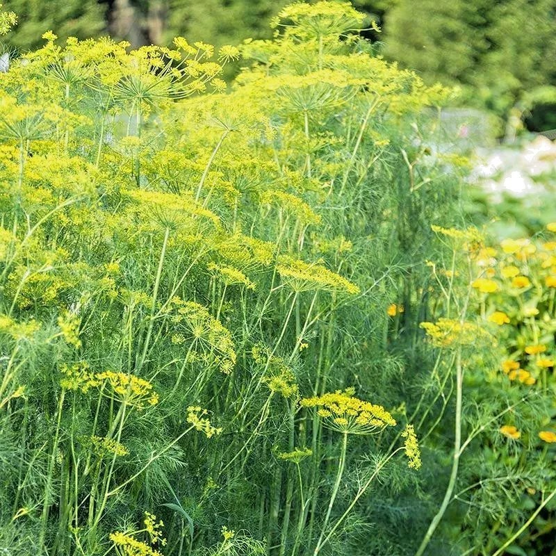 Little Seed Store 300+MAMMOTH Long Island DILL Seeds Native Culinary