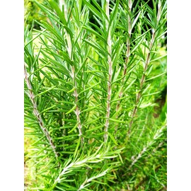 TomorrowSeeds - Rosemary Seeds - 600+ Count - for 2025 Planting Blue Tuscan Perennial Herb Garden Mediterranean Rosmarino Romero Spice Houseplant Perennial Grow Your Own Home Farm Patio Healthy