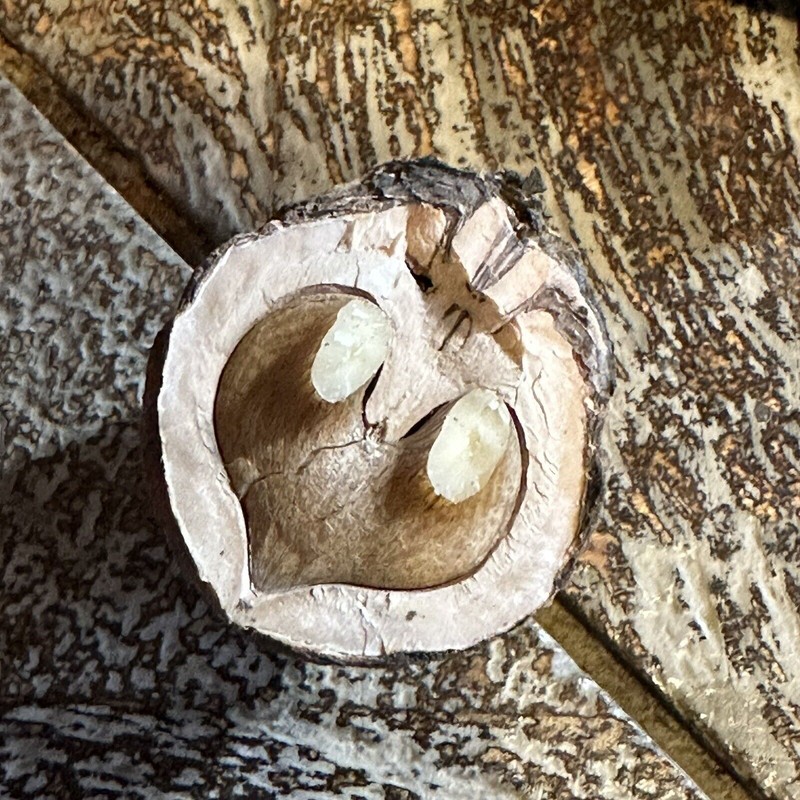 Fresh 110 Black Walnuts 2023 Foraged In Kentucky 3 lb