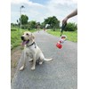 YUDOTE Chew Proof Dog Leash, 6 ft Steel Cable Dog