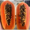 Fresh 55 Calina True Dwarf Papaya FRESH Seeds .9 months
