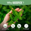 HANDPICK, Lemon Ginger Tea Bags (100 Count) | Ingredients -
