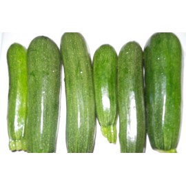 zucchini ELITE  HYBRID ZUCCHINNI SEEDS * 20 COUNT PKT. * DISEASE RESISTANT *
