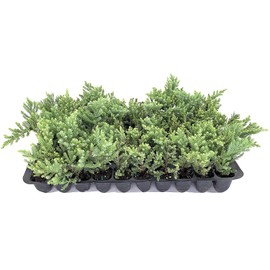 San Jose Juniper | 20 Live Plants | Juniperus Chinensis | Bonsai Drought Tolerant Cold Hardy Evergreen Groundcover