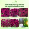 Outsidepride Burgundy Petunia Grandiflora Seeds - 500 Pcs. Annual, Compact