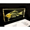 Real Fish Skeleton Specimen in Acrylic Block Paperweights Science Classroom