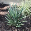 UV Resistant Artificial Indoor/Covered Outdoor Yucca Plant - 27"