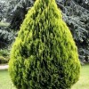 CZ Grain 30 Golden Oriental Arborvitae Tree Seeds for Planting