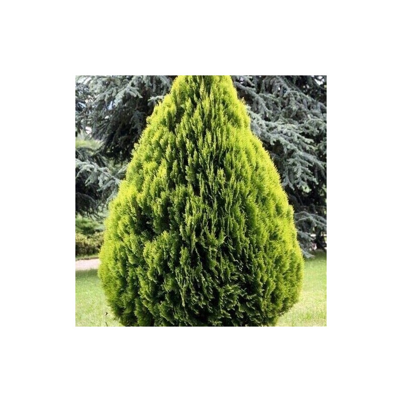 CZ Grain 30 Golden Oriental Arborvitae Tree Seeds for Planting