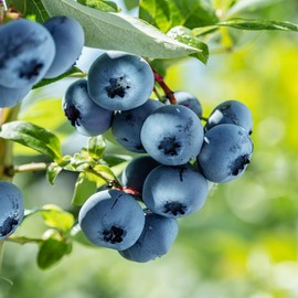 Vernon Blueberry Bush, Rabbiteye, 2-3 ft Plant Height, 5 gal. Nursery Pot (Due to Agricultural Laws, we Cannot Ship to CA, AZ, AK, or HI)