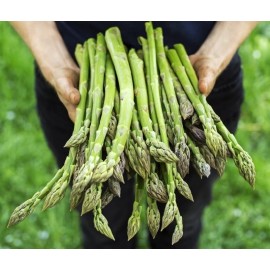 CZ Grain Jersey Giant Live Asparagus Bare Root Plants 2yr Crowns - 25