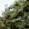 Kobe Spice, Kasoori Methi Leaf Leaf Fenegreek, Spice, Spice, Commercial