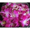 Fresh Loose Purple Dendrobium Orchid Blossoms 50 ct.