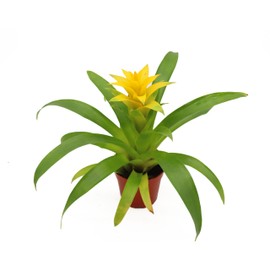 Bromeliad Yellow -4'' from California Tropicals