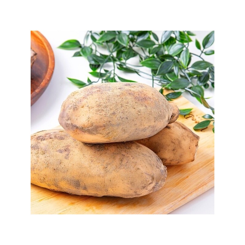 The Jo Eun Fresh Domestic Lotus Root (Medium) 1kg /