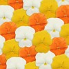Outsidepride 100 Seeds Viola Pansy Panola Citrus Mix Flower Seeds