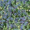 Outsidepride Cerinthe Major - 100 Seeds