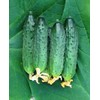 RAISE ME UP: Seeds Self-Pollinated Cucumber Firm Secret F1 for
