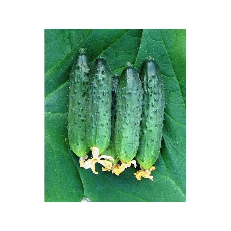 RAISE ME UP: Seeds Self-Pollinated Cucumber Firm Secret F1 for