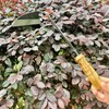 alanx 12 Inch Japanese Gardening Hand Weeding Sickle, Weeding Hoe