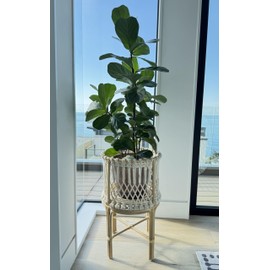 Kouboo Round Rattan Planter Stand with Handmade White Cotton Rope Macrame for Indoor Use