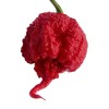 Carolina REAPER Super HOT Pepper Seeds Unique Creek Homestead Certified