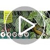 Heavy Duty Bird Netting for Garden - 13 x 40