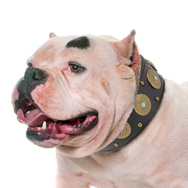 Leather Dog Collars for Small Dogs - Heavy Duty Adjustable, Durable PU Leather Collar for Small, Medium, Large, and Extra Large Dogs - Comfortable Fit with Quick-Release Metal Buckle Black S