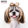 Shih Tzu Calendar 2025 Modern
