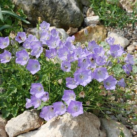 Tussock Bellflower Seeds Campanula Carpatica Perennial Low Maintenance Showy Rabbit Resistant Edging Ground Covers Patio Containers Outdoor 200Pcs Flower Seeds by YEGAOL Garden