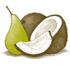Burtâ€™s Bees Coconut and Pear Lip Balm