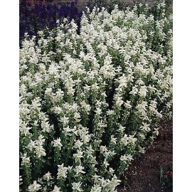 Hazzard's Seeds Salvia Marble Arch White    250 seeds