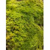 Live Star Moss, Live Plants, Healthy, Reptiles, Dart Frog, Vivarium