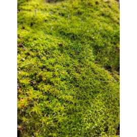 Live Star Moss, Live Plants, Healthy, Reptiles, Dart Frog, Vivarium 5"X5"