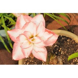 3 Blossom Peacock Amaryllis Big Double Bloom with Pink/Red Accents Bulbs Flowers Rare