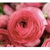 12 Ranunculus - Pink