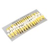 1:1 Scale Permanent Tooth Model 32pcs Dual Colors Permanent Resin