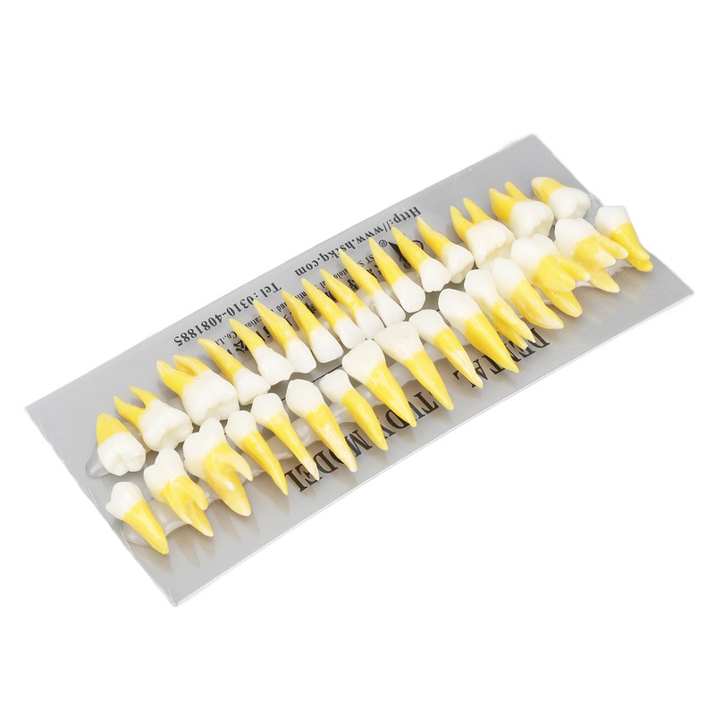 1:1 Scale Permanent Tooth Model 32pcs Dual Colors Permanent Resin