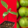 Black Sapote Diospyros Nigra Chocolate Pudding Seedling Plant Tropic Fruit