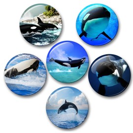 03 Orca Killer Whale Sea Creatures Large Fridge Magnets Set of 6